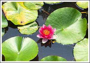 蓮の花が境内の池を美しく彩ります